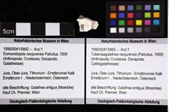 Foto (Objket + Etiketten) von Tuberosagalathea neojurensis (Patrulius, 1959) 